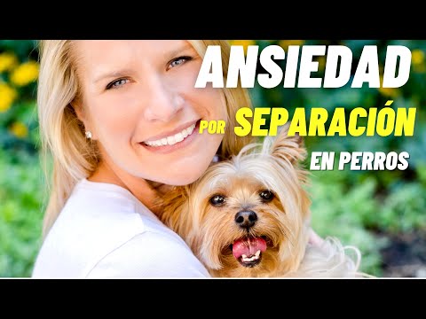 Video: 5 signos de que su perro tiene ansiedad por separación