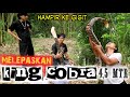 MELEPAS KING COBRA BERUKURAN 4,3 METER