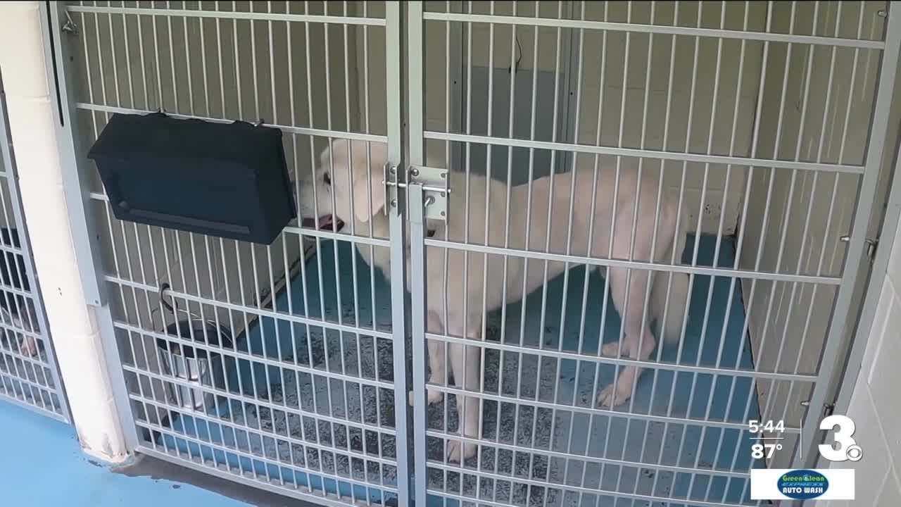 'Hero' foster dog that saved lives in a fire back up for adoption - YouTube
