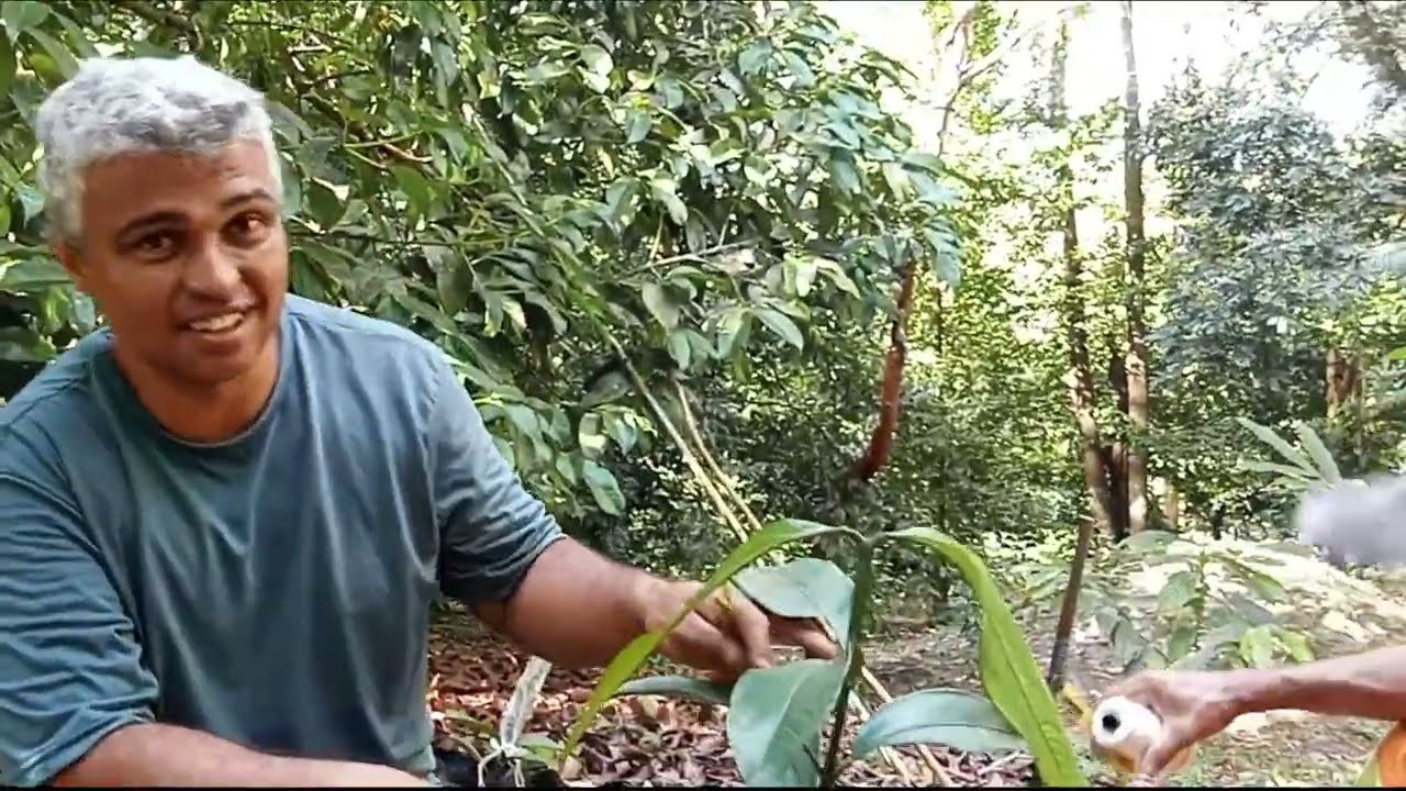 Mudas De Mangostão Enxertada - BRAINCP