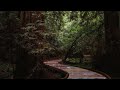 깊은 산속 숲과 나무 데크에 내리는 편안한 빗소리 #빗소리 #비오는소리 #수면유도 #rainsounds