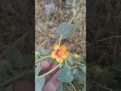 حبوب لقاح