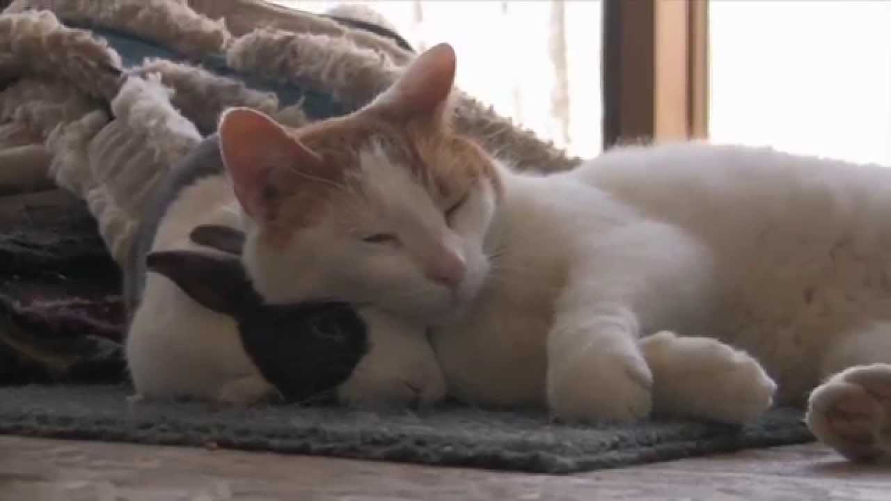 Cats with other animals - YouTube videos