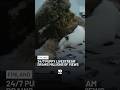24/7 Puppy Livestream Draws Millions Of Views | 10 News