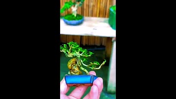 video của các nhà vườn kết nối giao lưu cây cảnh bonsai 0386700914