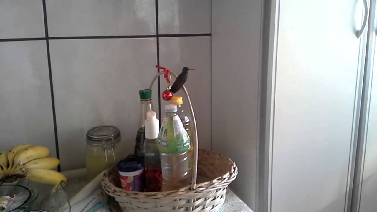 Beija Flor Entra Pela Porta Da Cozinha O Que Significa Beija Flor Entra Pela Porta - Últimas Flores