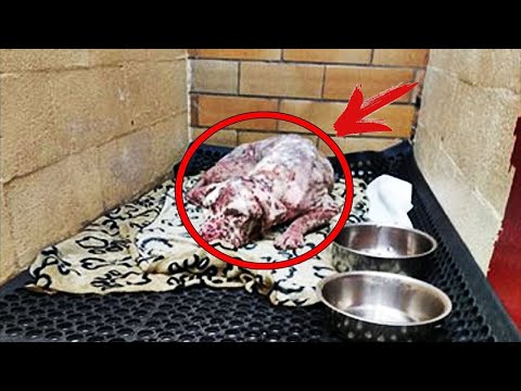 Videó: Mit csinálnak az állatorvosok az állatokkal, ha elpusztulnak?