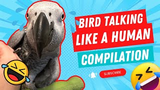 Bird Talking Like A Human Compilation #2