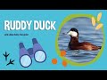 Bird Break: Ruddy Duck