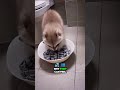 Unique animals in the world