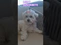 Nalita es bonita? #mascotas #cachorrosdivertidos #pets #petsfofinhos #perros
