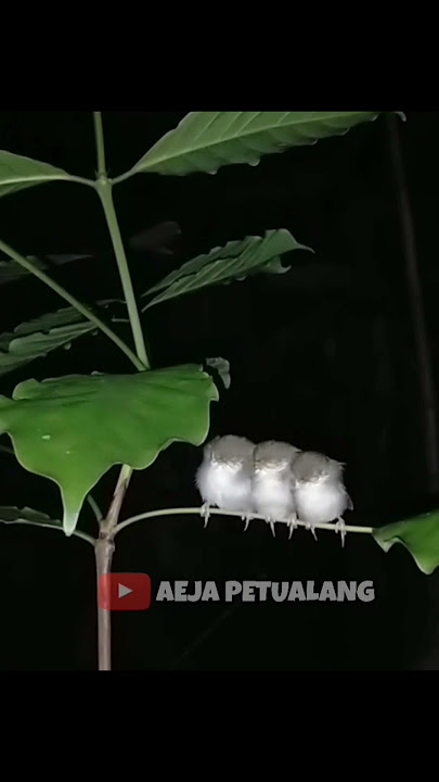 MENANGKAP BURUNG PRENJAK DI MALAM HARI