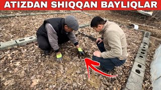 видео: БАХАР КЕЛДИ СЕЗОН БАСЛАНДЫ БИОГУМУС БИЗНЕСИ картинка: БАХАР КЕЛДИ СЕЗОН БАСЛАНДЫ БИОГУМУС БИЗНЕСИ