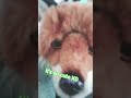star on Ivy's nose! #essa #ivy #adorable #cute #costomize