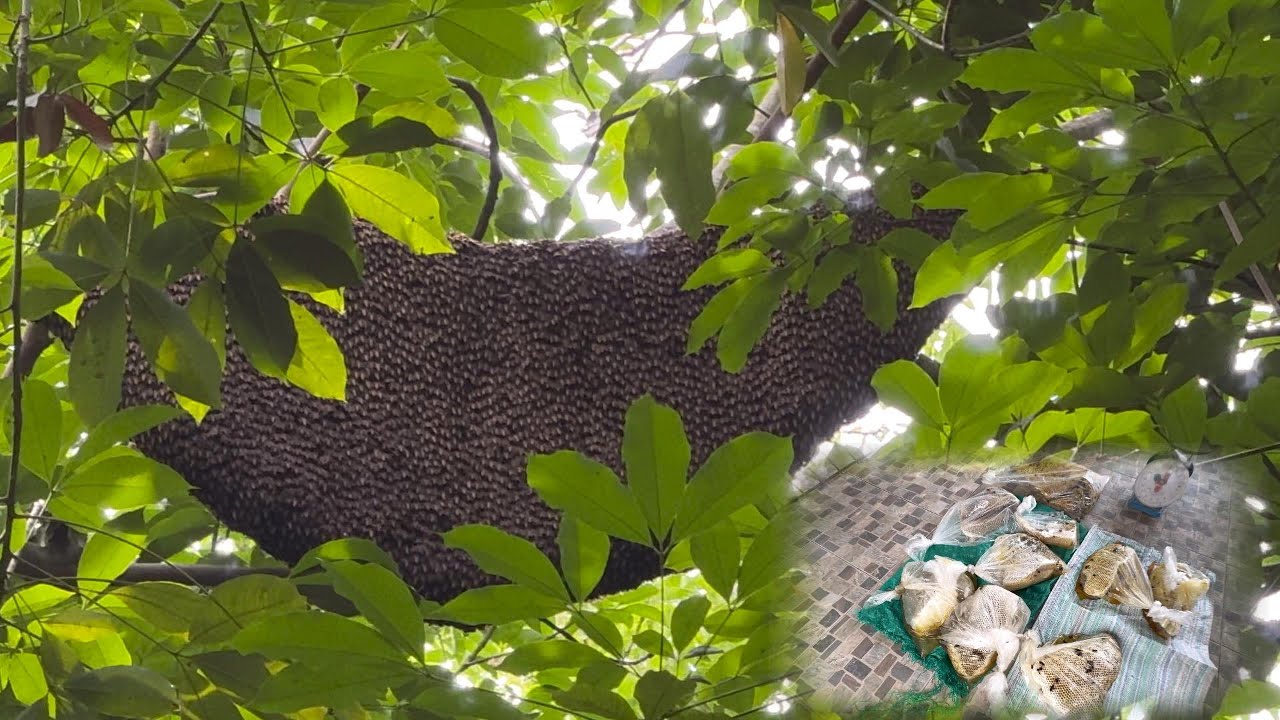 ตีผึ้งต่างจังหวัด อ.แคนดง จ.บุรีรัมย์ ช่วงเช้า EP:1  |  พรานหมึก คนตีผึ้ง