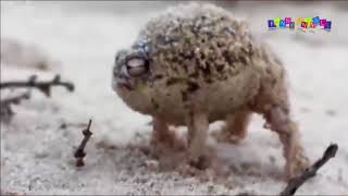 Разные приколы с разными животными #1 Разные приколы с разными животными #1