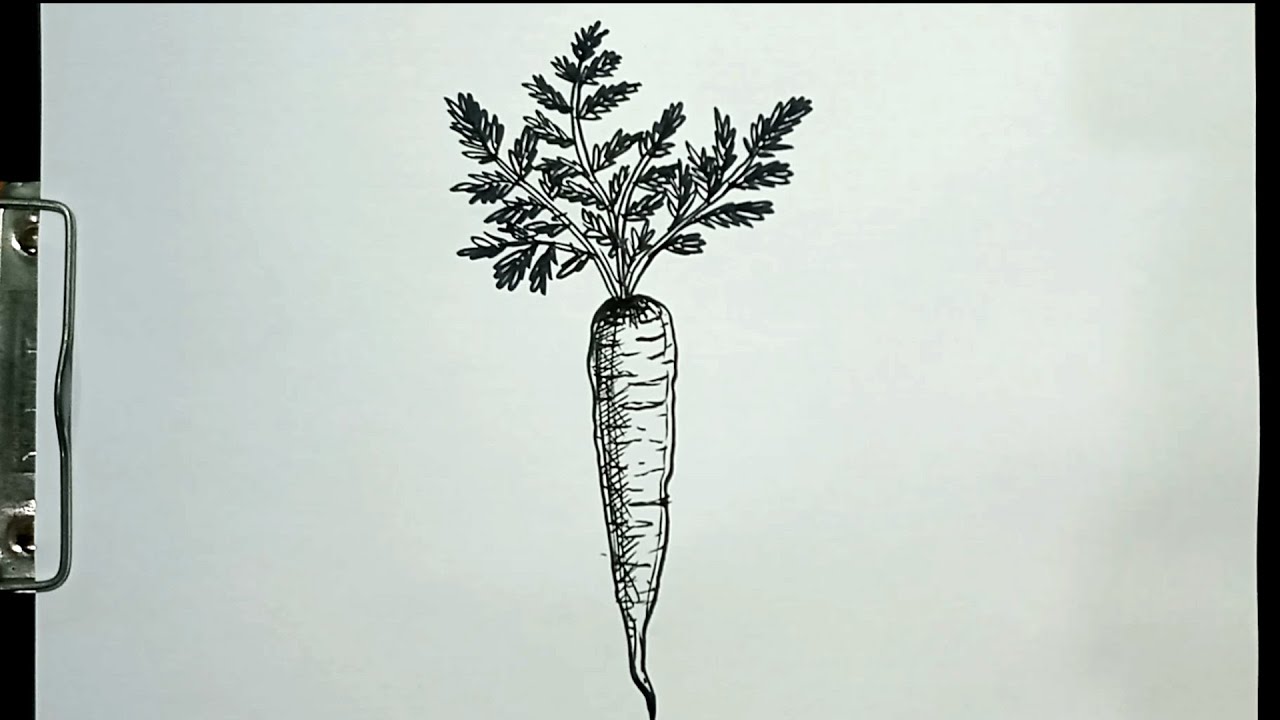 How to Draw CARROT in Easy Steps YouTube