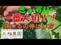 きゅうりをたくさん収穫するためには「孫づる」を伸ばすことが大切です。NO638（2023.6.16）