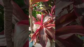 Good-Luck Plant, Hawaiian Cordyline fruticosa John Klass Red -