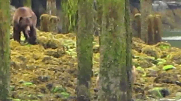 Bruno & Pretty Boy chasing Lenora