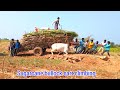 Shugarcane cutting and travelling #part_18 | loading bullock cart | Mh 23 pattern