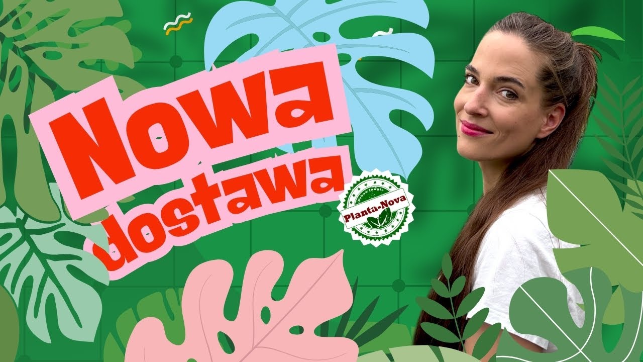 🚛Monstera Napo i Bolivianum, Radermachera Golden, Hoja multiflora, polyneura = NOWA DOSTAWA!💚