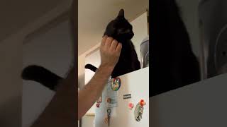 Funny song😻🤣🤗#juno#sillycat#cutecatsvideos#funnyanimals#funnypets#cute