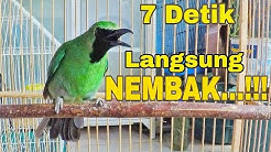 Pancingan Burung CUCAK IJO Agar NEMBAK ISIAN NGENTROK Dan NGOTOT..!!  - Durasi: 18:20. 