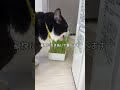会社猫ふくの日常😸美意識高いサラダ好き女子ですが、食べ方は一気に引き抜いて丸飲みです😁#株式会社日章#会社猫 #トラック