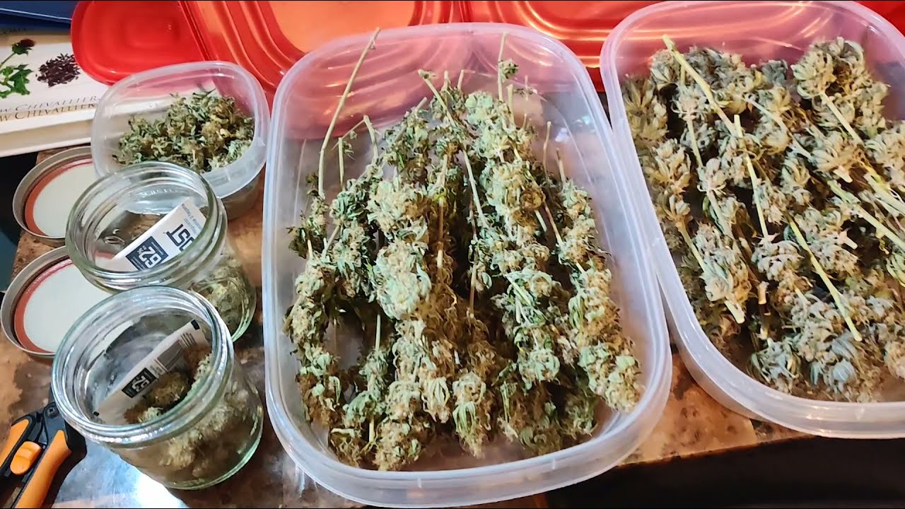 Week 6 For Seedsman Autoflowers And Partial Harvest Update