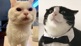 Try Not To Laugh 🤣 New Funny Cats Video 😹 - Cat Mewmew #17