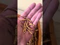 Стопроцентный оригинал кордицепс из Tibet ￼