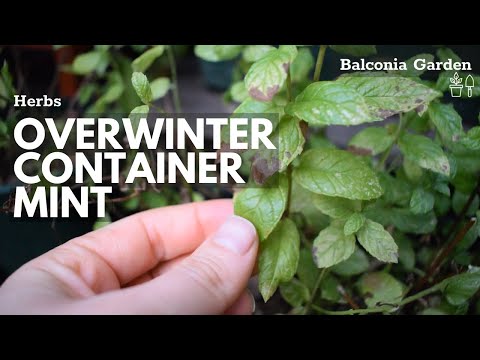Video: Hoe muntplant te redden in de winter?