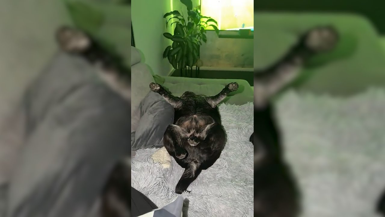 Fußball schauen mit den Jungs & Kylo ist neidisch 🤣 MontanaBlack Snapchat Story