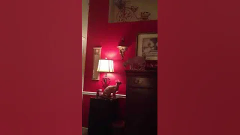 Watch the video about Naked Sphynx cat fight-funny!