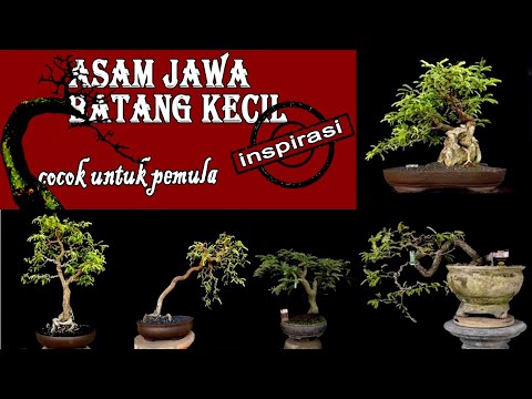 40+-contoh-bonsai-asam-jawa-(-tamarindus-indica-)-batang-kecil-paling-inspiratif