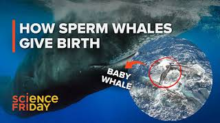 What a sperm whale’s birth tells us about whale culture