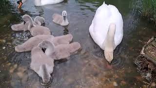 Mute Swan Family with Cygnets. Animal Channel. Cisnes. Cigni. Лебеді. हंसों. Лебеди. Kuğular. Wild.