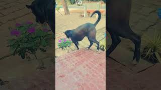 They just want to be loved... 💔 The unspoken pain of street dogs. #citydog #dogheaven #dogcafe