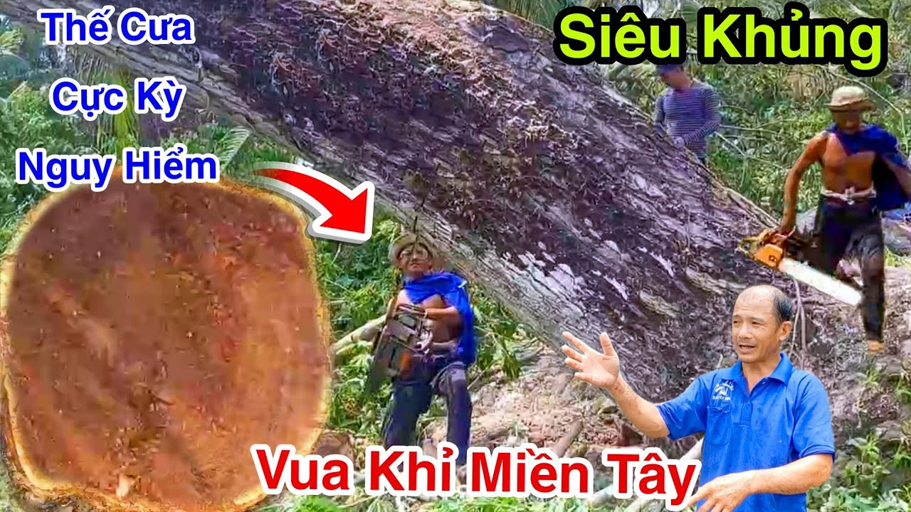 Gia Đình Gia Chủ Hết Hồn Cú Bật Gốc Cây Còng Rung Rinh 2 Căng Nhà Lá Vua Khỉ Miền Tây