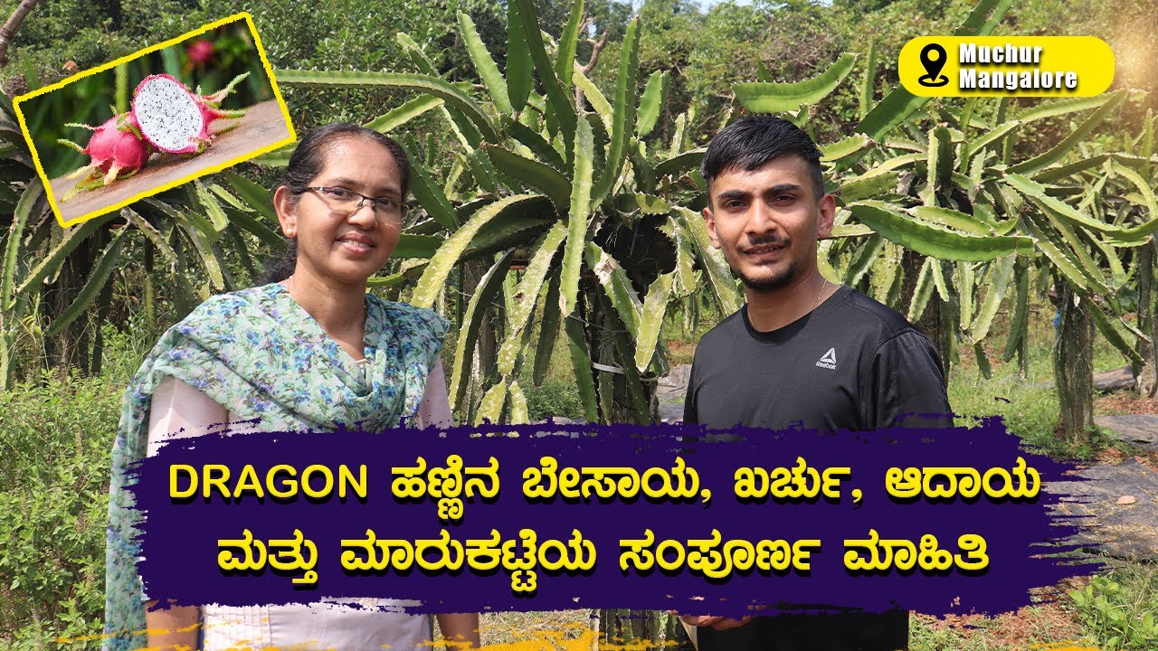 ಡ್ರ್ಯಾಗನ್ ಹಣ್ಣು ರೈತರಿಗೆ ಅದೃಷ್ಟ ಲಕ್ಷ್ಮಿ..! | Complete Guide about Dragon Fruit Farming in India