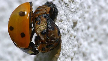 Comment naissent les coccinelles ?