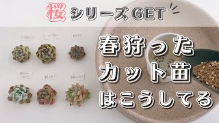 春に狩ったカット苗の植え付けから管理場所【 多肉植物 / エケベリア 】