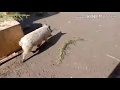 Дурдом в хозяйстве. Ну и денёк начался😱😉🐷🐐