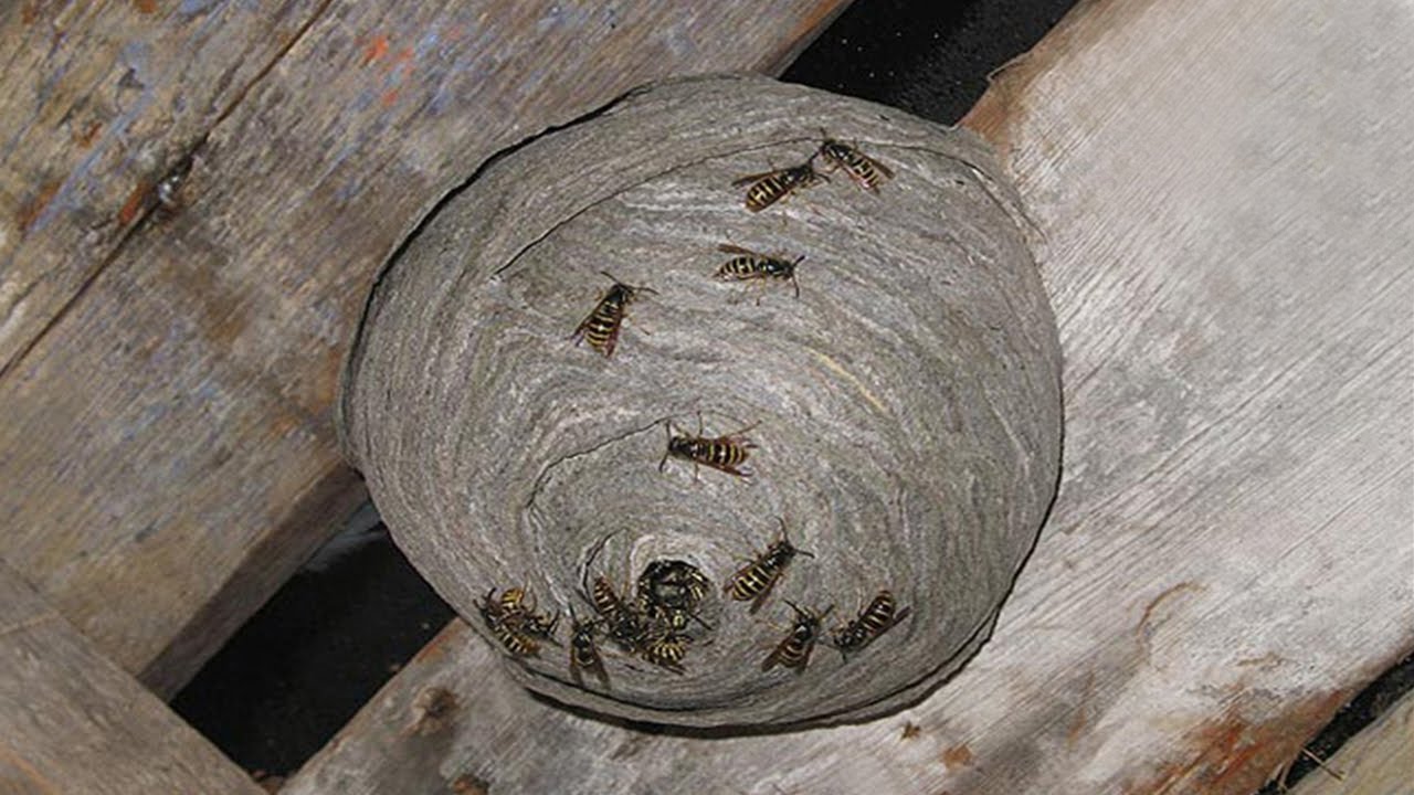 What S Inside Wasp Nest Youtube
