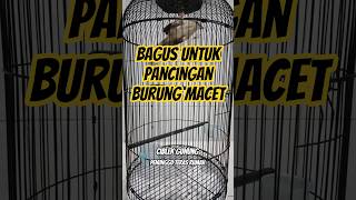 Pancingan Untuk Burung Cigun Stress Atau Macet Bunyi cigun ciblek kicaumania