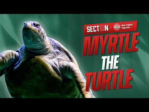 Meet Myrtle the Turtle: A New England Aquarium Icon Since the 1970s