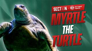 Meet Myrtle the Turtle: A New England Aquarium Icon Since the 1970s