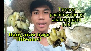 Tamang Paghihiwalay Ng Anak Ng Pato Bibe. Ilang Araw Bago Ito Ihiwalay Backyard Tour