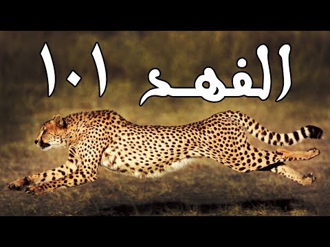 اعرف اكثر | 5 حقائق لا تعرفونها عن اسرع حيوان على الارض! - الفهد